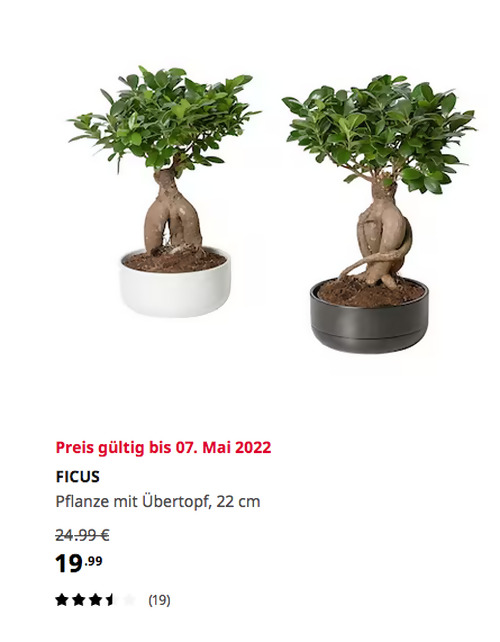 IKEA Köln-Godorf - FICUS Pflanze mit Übertopf, Bonsai/versch. Farben, 22 cm  - jetzt 20% billiger